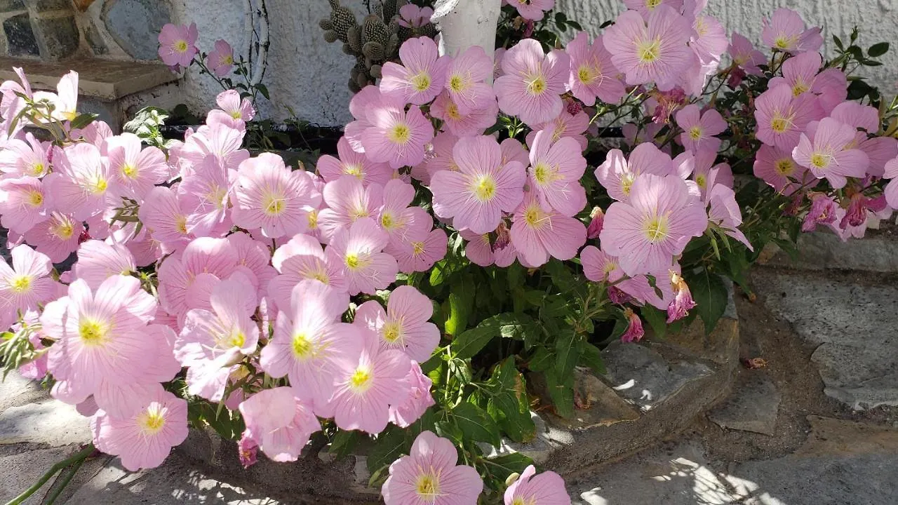 Vila Renato 사밀 아파트